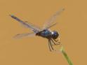 Idiataphe cubensis (Metallic Pennant) male.jpg